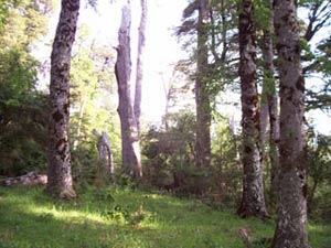 Bosque Wenu Mapu