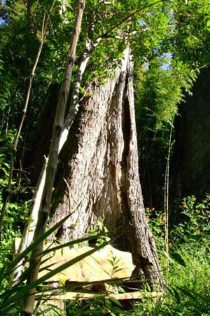 forest beanch