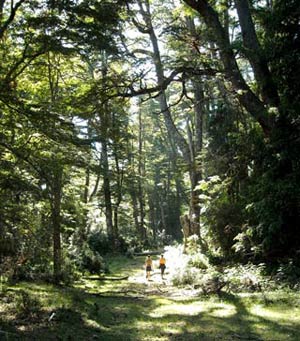 forest beanch