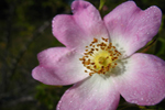 Flora